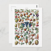 フルーツ野菜農家ヴィンテージ植物葉書 ポストカード (正面/裏面)