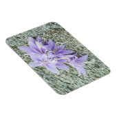 フル開花のラベンダーホスタの花  マグネット (右側)