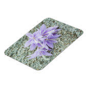 フル開花のラベンダーホスタの花  マグネット (左側)