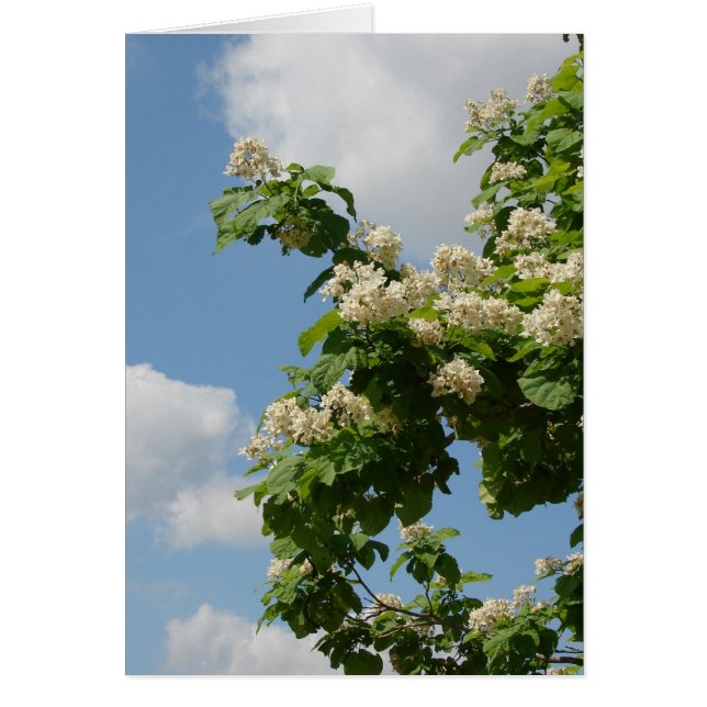 フル開花 (正面)