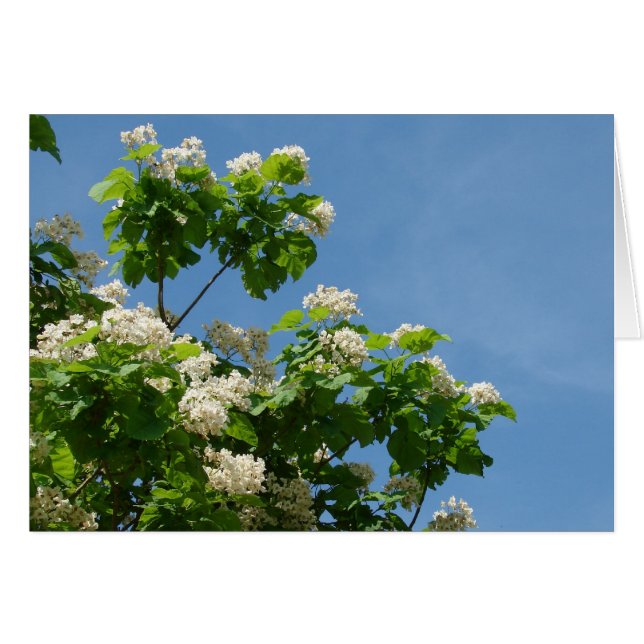 フル開花 (正面横)