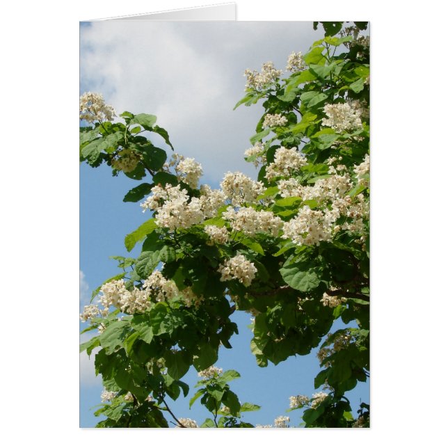 フル開花 (正面)