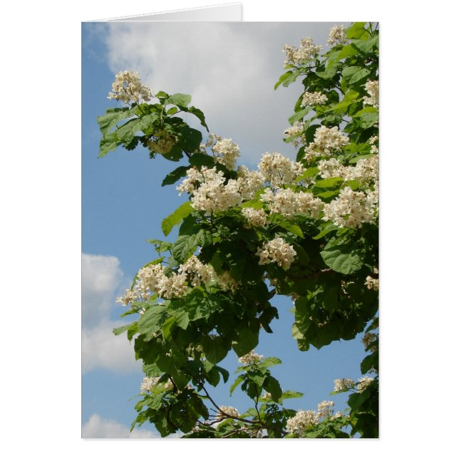 フル開花 (正面)