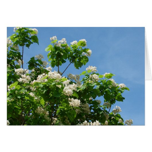 フル開花 (正面横)