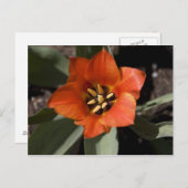 フル開花 ポストカード (正面/裏面)