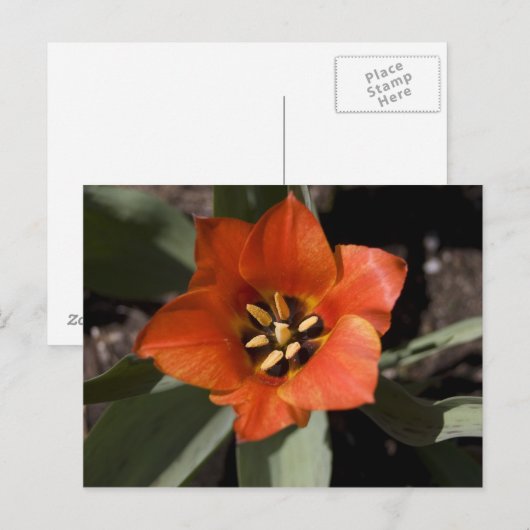 フル開花 ポストカード (正面/裏面)