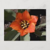 フル開花 ポストカード (正面)