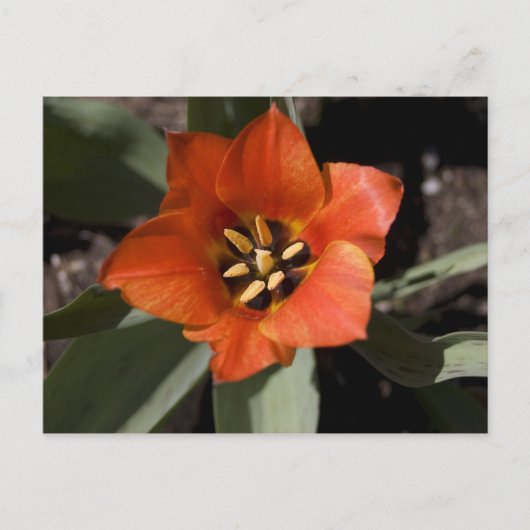 フル開花 ポストカード (正面)