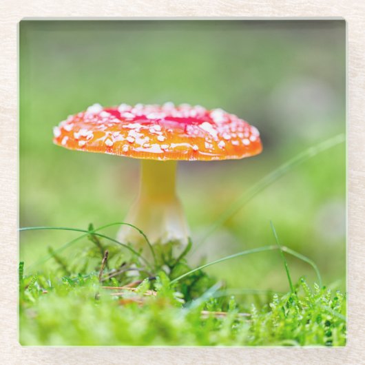 フレイゲンピルツ ガラスコースター (正面)