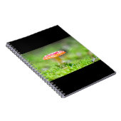 フレイゲンピルツ ノートブック (右側)