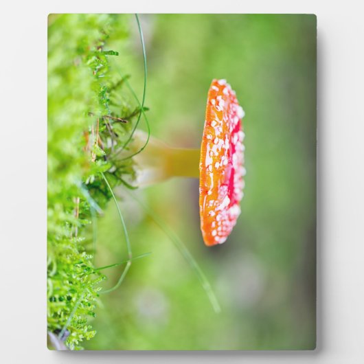 フレイゲンピルツ フォトプラーク (正面)