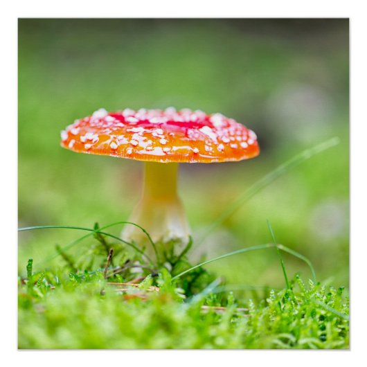 フレイゲンピルツ ポスター (正面)