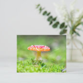 フレイゲンピルツ ポストカード (スタンド正面)