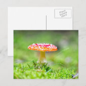 フレイゲンピルツ ポストカード (正面/裏面)