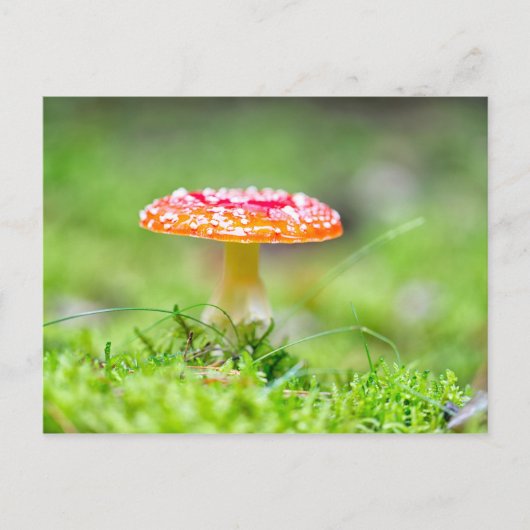 フレイゲンピルツ ポストカード (正面)