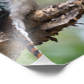 フレイザー島で見られるクーカブラ フォトプリント            (角)