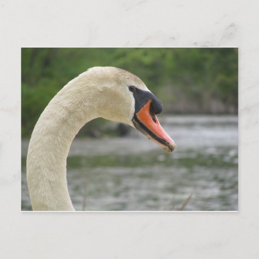 フレイミンガムの春2 ポストカード (正面)