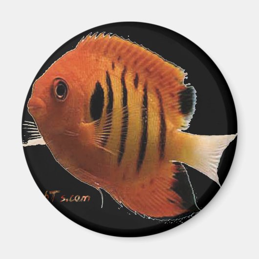 フレイムエンジェル マグネット (正面)