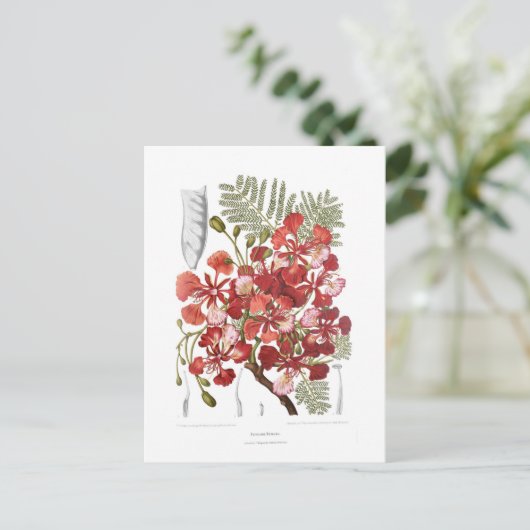 フレイムツリー(Delonix regia) ポストカード (スタンド正面)