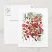 フレイムツリー(Delonix regia) ポストカード (正面/裏面)