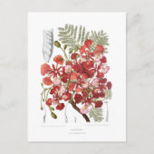 フレイムツリー(Delonix regia) ポストカード (正面)