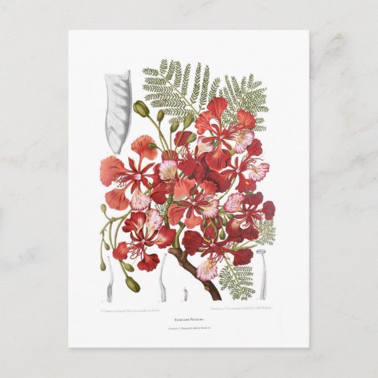 フレイムツリー(Delonix regia) ポストカード (正面)