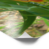 フレイムリリー – Gloriosa Superba フォトプリント (角)