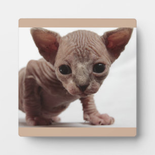 フレクイかわいい毛皮のスフィンクス子猫 フォトプラーク