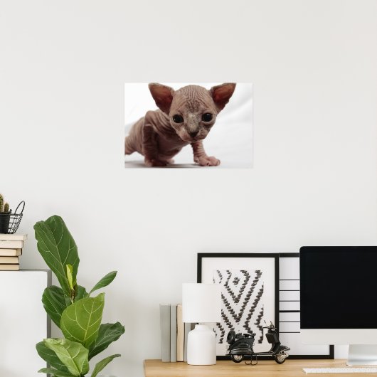フレクイかわいい毛皮のスフィンクス子猫 ポスター (ホームオフィス)