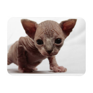 フレクイかわいい毛皮のスフィンクス子猫 マグネット