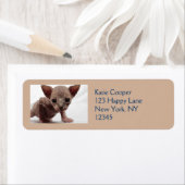 フレクイかわいい毛皮のスフィンクス子猫 ラベル (インサイチュ)