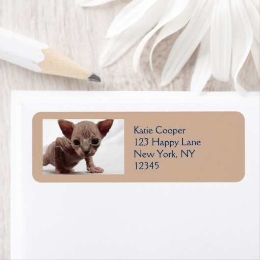 フレクイかわいい毛皮のスフィンクス子猫 ラベル (インサイチュ)