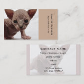 フレクイかわいい毛皮のスフィンクス子猫 名刺 (正面/裏面)