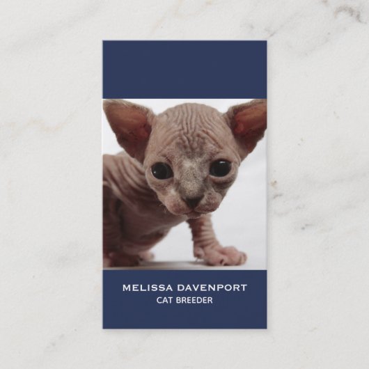 フレクイかわいい毛皮のスフィンクス子猫 名刺 (正面)