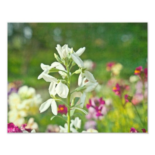 フレグランスガーデン フォトプリント            (正面)