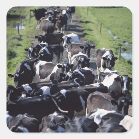 フレザン乳牛、ミルキング待ち、Co Laois、 スクエアシール (正面)