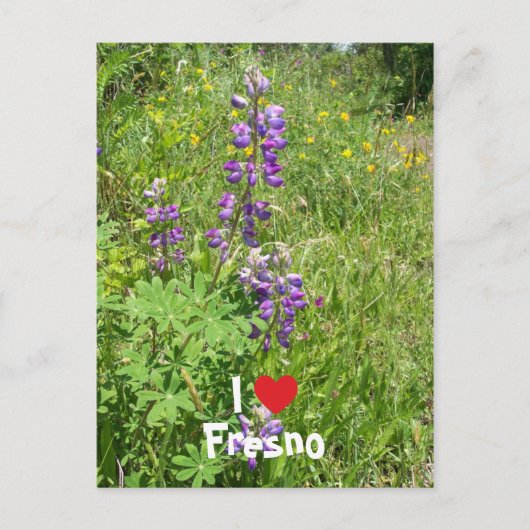 フレズノ大好き ポストカード (正面)