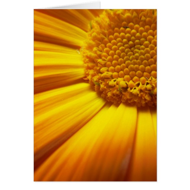 フレッシュオレンジカード (正面)