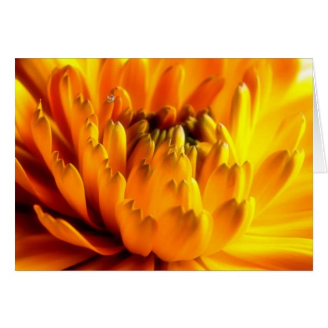 フレッシュオレンジ#2カード (正面横)