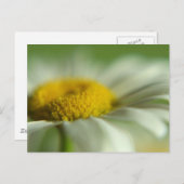 フレッシュデイジー ポストカード (正面/裏面)