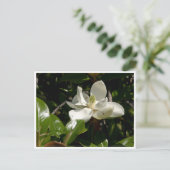 フレッシュマグノリア開花 ポストカード (スタンド正面)