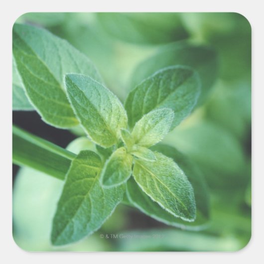フレッシュミントの葉 スクエアシール (正面)