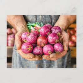 フレッシュレッドオニオンズホールド農家 シーズンポストカード