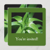 フレッシュ春グリーンリ葉ーの卒業 招待状 (正面/裏面)