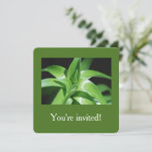 フレッシュ春グリーンリ葉ーの卒業 招待状 (スタンド正面)