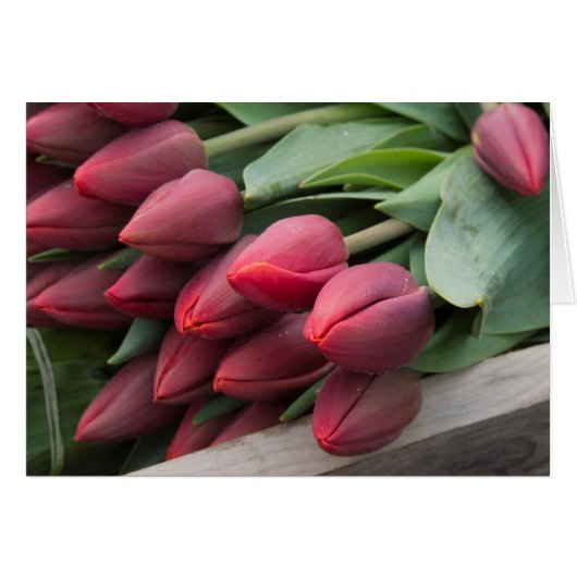 フレッシュ春チューリップ (正面横)