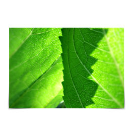 「フレッシュ・スタート」新人求人グリーンリーフカード カード