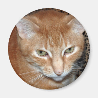 フレディ・マゲネ マグネット