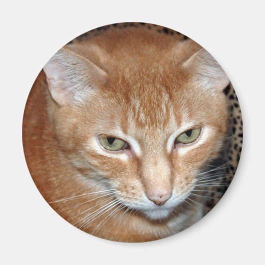 フレディ・マゲネ マグネット (正面)