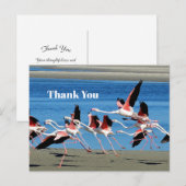 フレミンゴ ピンク フライト ワイルドライフ フォト サンクス ポストカード (正面/裏面)